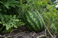 The growing water-melon in the field Royalty Free Stock Photo