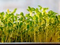 Growing Watercress sprouts. Sprouting Microgreens. Cress salad seed Germination at home.