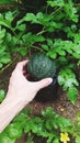 Growing watermelon baby