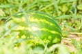 Growing watermelon on the field