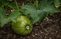 Growing watermelon in garden