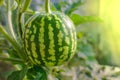 Growing watermelon in a greenhouse. A small watermelon is ripening in the garden