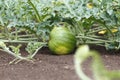 Growing watermelon in the ground in the garden. Close-up of fruit and vine plants