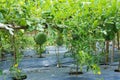 Growing watermelon hanging on the field