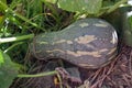 Growing watermelon.