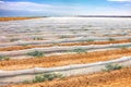 Growing watermelons in ground polyethylene green houses. Artificial drip irrigation in Jordan Valley arid zone