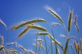 Growing wheat