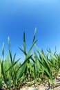 Growing wheat and blue sky