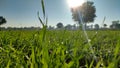 Growing wheat crop field, wheat leaves with sunlight Royalty Free Stock Photo