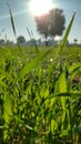 Growing wheat crop field, wheat leaves with sunlight Royalty Free Stock Photo