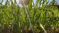 Growing wheat crop field, wheat leaves with sunlight Royalty Free Stock Photo