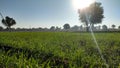 Growing wheat crop field, wheat leaves with sunlight Royalty Free Stock Photo