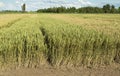 Growing wheat fields with different sorts and colors