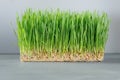 Growing wheat grass indoors for wheat shots.