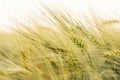 Growing Wheat in Sunset Light symbolizing Growth, Healthy Nutrition and Wealth