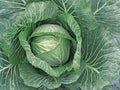 Growing white cabbage, natural background Royalty Free Stock Photo