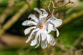 Growing white flower magnolia stellata tree on a branch Royalty Free Stock Photo