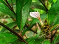 Growing white flower under the nature