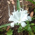 growing white flowers that do not have elongated leafy stalks.