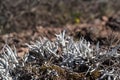 Growing Whiteworm Lichen closeup