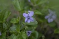 Growing wild common violet plant (wood violet, viola odorata, dog wild violet, Royalty Free Stock Photo