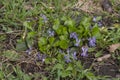 Growing wild common violet plant. Closeup, low key Royalty Free Stock Photo