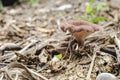 Growing Wild Pearl Oyster Mushrooms Royalty Free Stock Photo