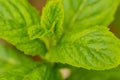 Growing wild peppermint closeup shot on a sunny day Royalty Free Stock Photo