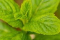 Growing wild peppermint closeup shot on a sunny day