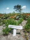 Growing winter carrot in a small vegetable garden in the Netherlands, organic farming