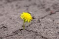 Growing yellow flower sprout Royalty Free Stock Photo