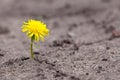 Growing yellow flower Royalty Free Stock Photo