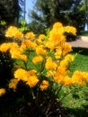 Cool growing yellow flowers
