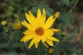 Growing yellow Helianthus Tuberosus Flower head against its natural foliage background, also known as Jerusalem Royalty Free Stock Photo