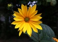 Growing yellow Helianthus Tuberosus Flower head against it`s natural foliage background, also known as: Jerusalem Royalty Free Stock Photo