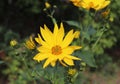 Growing yellow Helianthus Tuberosus Flower head against it`s natural foliage background, also known as: Jerusalem Royalty Free Stock Photo