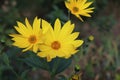 Growing yellow Helianthus Tuberosus Flower head against it`s natural foliage background, also known as: Jerusalem Royalty Free Stock Photo