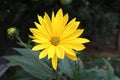 Growing yellow Helianthus Tuberosus Flower head against it`s natural foliage background, also known as: Jerusalem Royalty Free Stock Photo