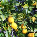 Growing Yellow Lemons with Leaves