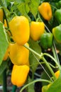 Growing yellow pepper Royalty Free Stock Photo