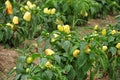 Growing yellow pepper Royalty Free Stock Photo