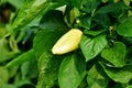 Growing yellow pepper Royalty Free Stock Photo