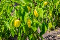 Growing yellow pepper Royalty Free Stock Photo