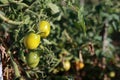 Growing yellow plum-shaped tomato, ripening of tomatoes. fresh tomatoes on branch in organic home vegetable garden Royalty Free Stock Photo