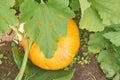 Growing yellow pumpkin in vegetable garden. Organic healthy diet food Royalty Free Stock Photo