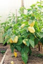 Growing of yellow sweet pepper Royalty Free Stock Photo