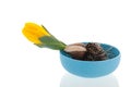 Growing yellow tulip in blue bowl