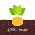 Yellow turnip icon with title