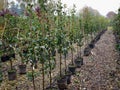 Growing young apples in a nursery