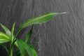 Growing Bamboo in Black Rock Background Royalty Free Stock Photo